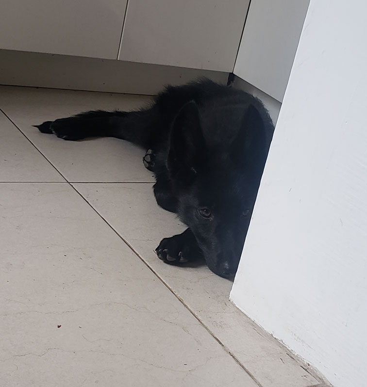 Se muestra un cachorro de Calupoh tímido, recién llegado a su nuevo hogar.