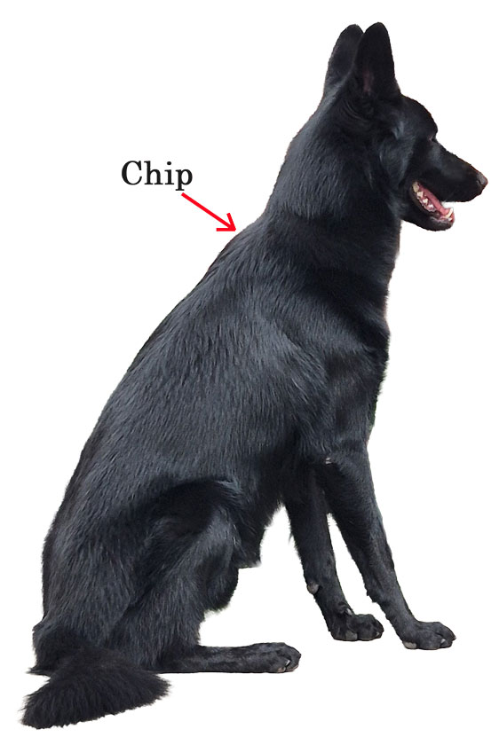 Se muestra en que parte del cuerpo del Calupoh se encuentra el chip.