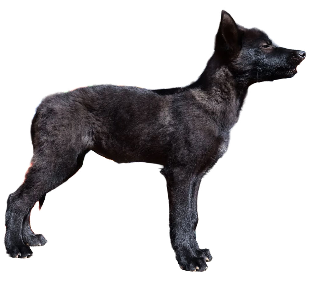 Se muestra un cachorro de Calupoh color humo de dos a tres meses de edad.