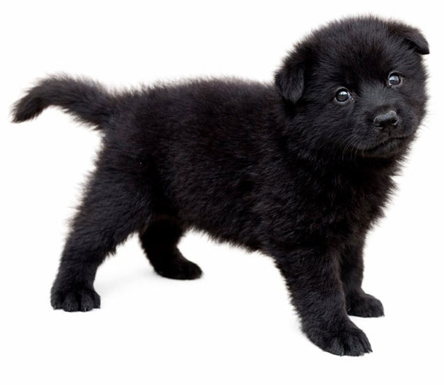 Se muestra un cachorro de Calupoh negro de un mes de edad.
