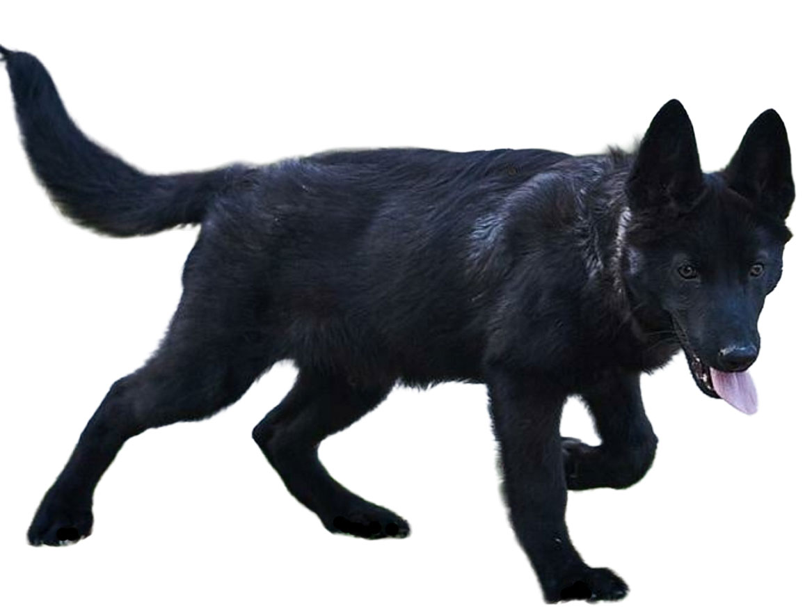 Se muestra un cachorro de Calupoh color negro de dos a tres meses de edad.