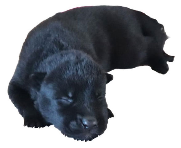 Se muestra un cachorro de Calupoh negro de una semana de edad.