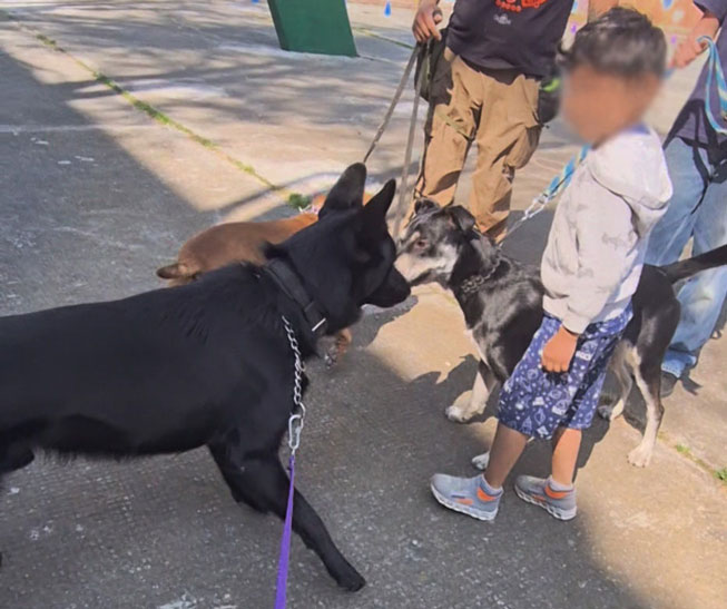Se muestra al Calupoh conviviendo con perros y niños.