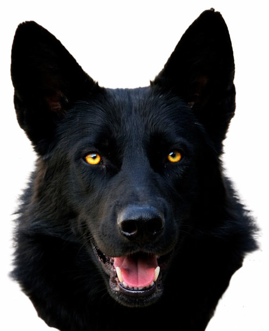 Se muestra la cabeza de un Calupoh color negro con ojos color amarillo.