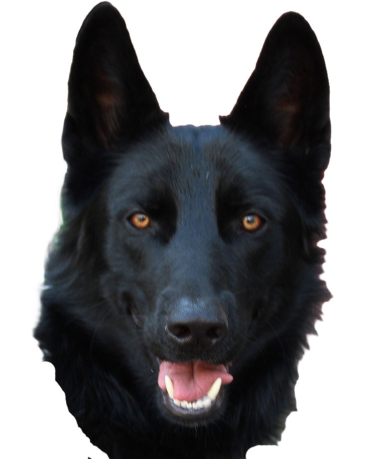 Se muestra la cabeza de un Calupoh color negro con ojos color ámbar.