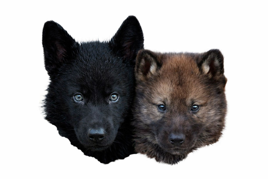 Se muestra la cabeza de un Calupoh color negro y otro Calupoh color sable con ojos color gris.