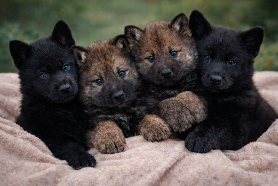 Se muestras 4 cachorros de Calupoh de un mes de nacidos, dos color sable y nos color negro con apariencia de ositos.