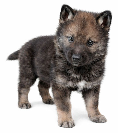 Se muestra un cachorro de Calupoh color sable de un mes de edad.