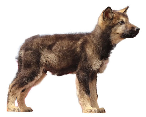 Se muestra un cachorro de Calupoh color sable de dos a tres meses de edad.