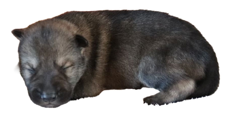 Se muestra un cachorro de Calupoh color sable de una semana de edad.
