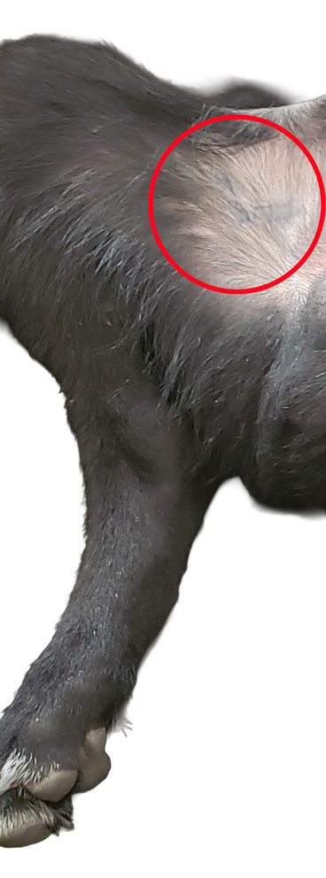Se muestra el tatuaje en la ingle del Calupoh.