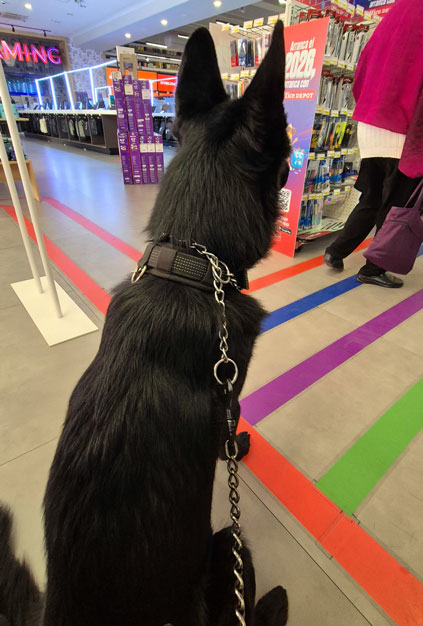 Se muestra un Calupoh dentro de una tienda, sentado esperando tranquilamente.