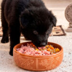 Un cachorro de 2 meses alimentándose.
