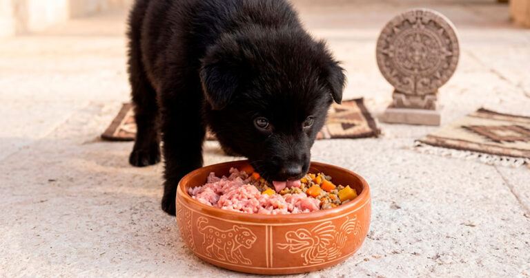 Un cachorro de 2 meses alimentándose.