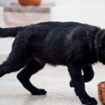 Un cachorro de 4 meses alimentándose.