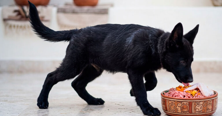 Un cachorro de 4 meses alimentándose.