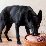 Un cachorro de 5 meses alimentándose.