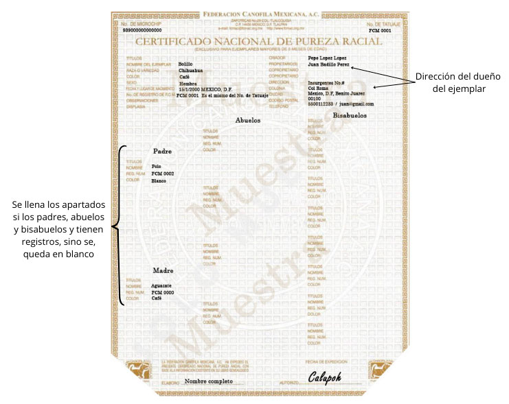 Se muestan os elementos del Certificado de Pureza Racial en perros.