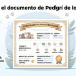 Pedigrí en México: qué es, tipos y cómo interpretarlo correctamente