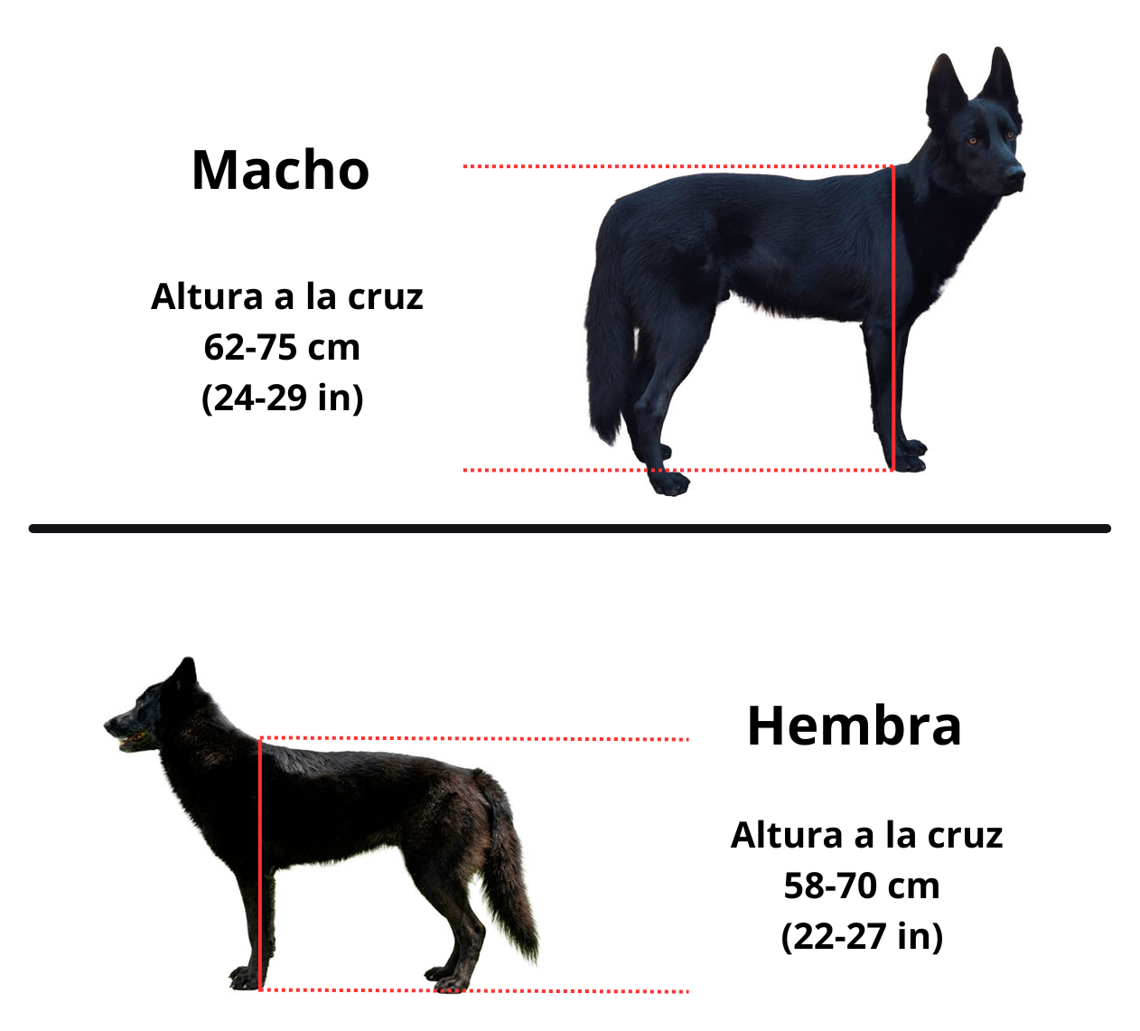 Se muestra la altura a la cruz del Calupoh, en machos y hembras.
