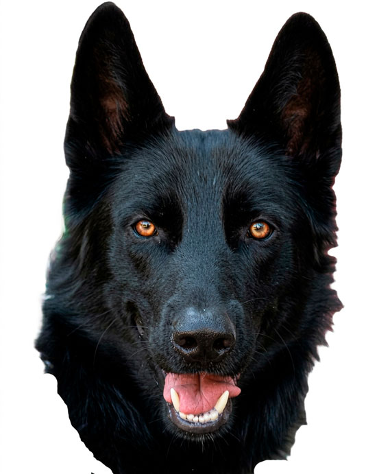 Se muestra la cabeza de un Calupoh color negro con ojos color ámbar.